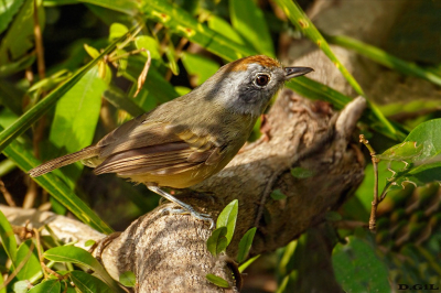 CHOQUINHA LISA (Dysithamnus mentalis) (H)